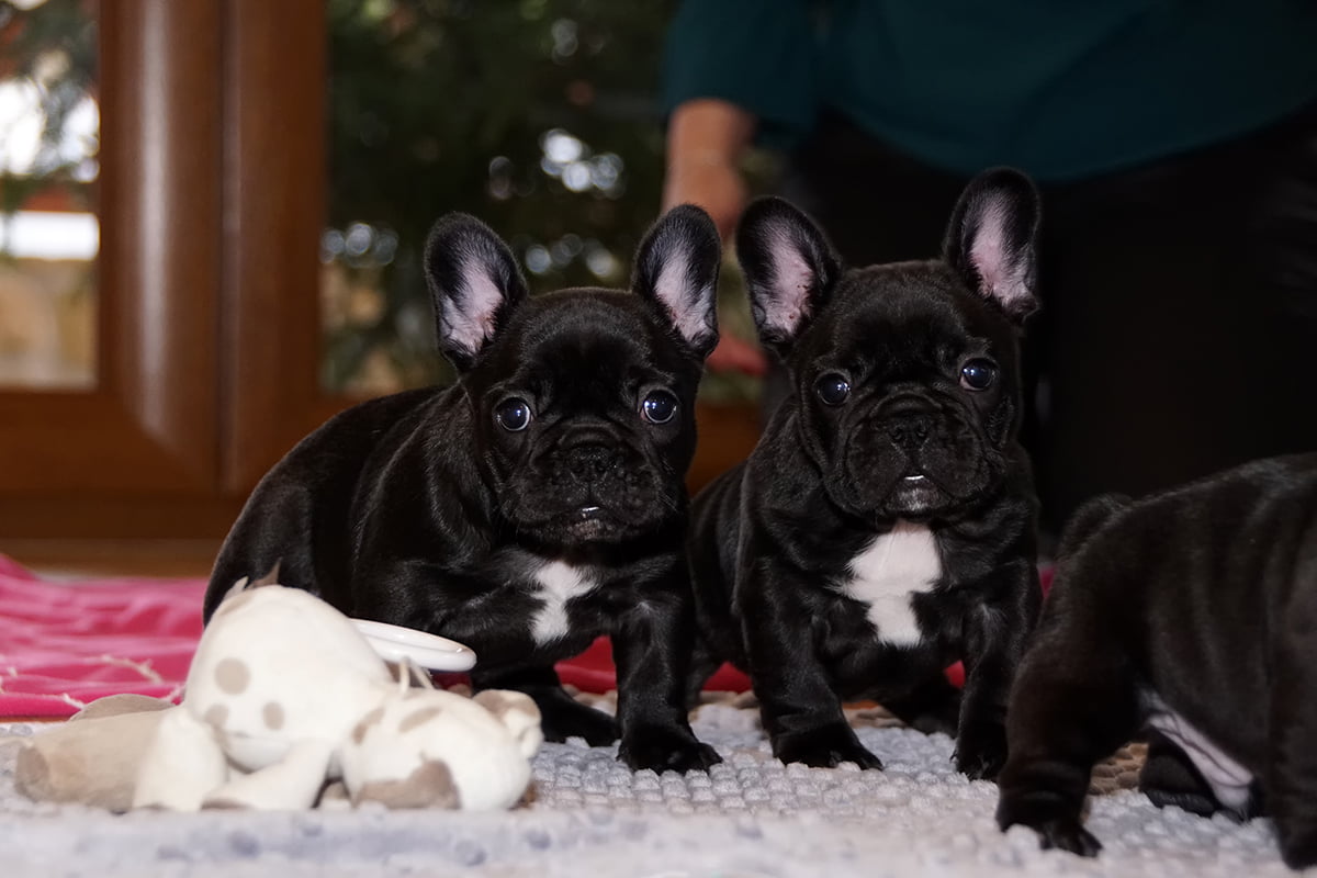 buldog-francuski niezły ambaras