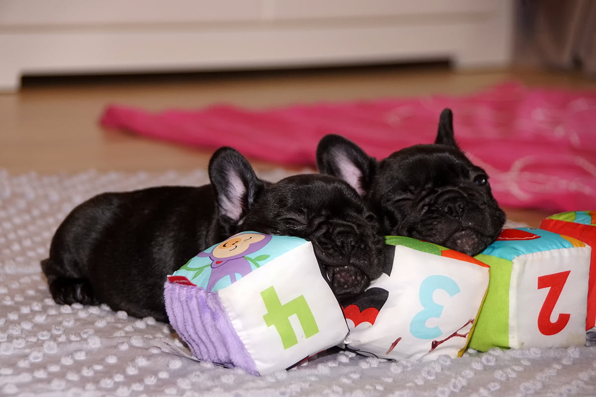 buldog-francuski niezły ambaras szczeniak