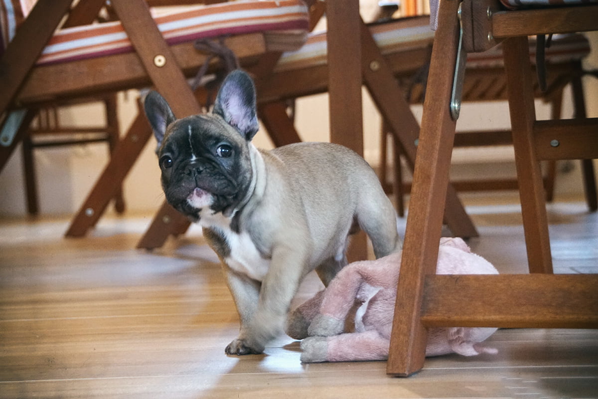 buldog-francuski niezły ambaras szczeniak